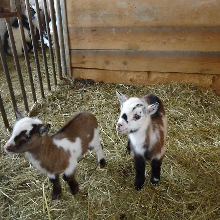 Asingerhof 게스트하우스